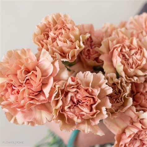 Terracotta Carnations Bulk Diy Wedding Flowers Flower Moxie