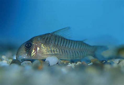 长吻拟牙䱛otolithoides Biauritus 鱼类资料库