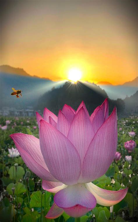 Pin By Ivanka Kostova On Nature Lotus Flower Pictures Beautiful