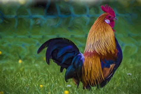 Rooster Wallpapers Top Free Rooster Backgrounds Wallpaperaccess