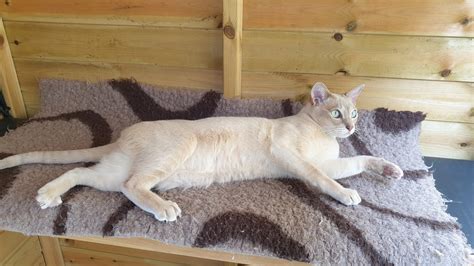 Chorus Tonkinese Cats Breeders Of Pedigree Tonkinese Cats In The