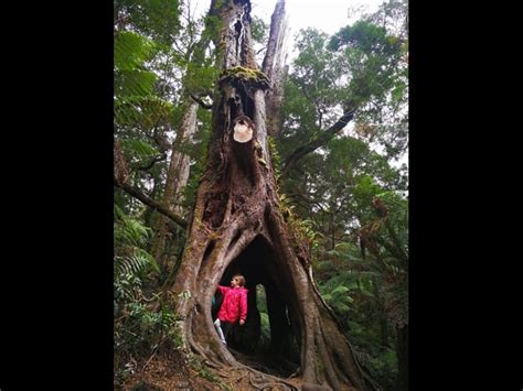 Maits Rest Rainforest Walk Otway Ranges Walking Maps