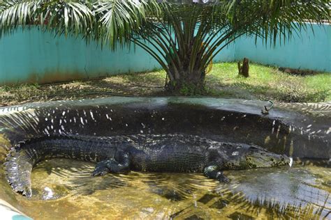 Adbenturista: Visiting Lolong, World's Biggest Captured Crocodile, at Bunawan Ecopark, Bunawan ...