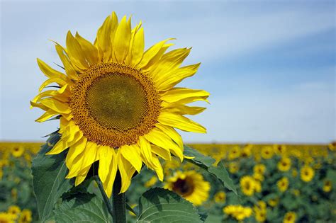 North Dakota Sunflower Photograph By Allen Utzig Fine Art America