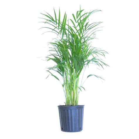 Areca Palms Care How To Grow Areca Palm Plants Apartment Therapy