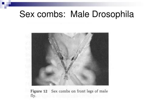 Drosophila Identification Of Various Phenotypes Ppt Download