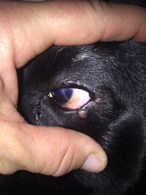 Help My Lab Has A Bump On Her Lower Left Eyelid I Can Show Some