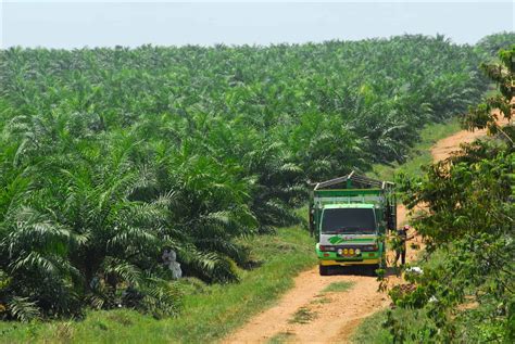 Palm Oil Plantations Threaten The Rainforests And People Of Guatemala