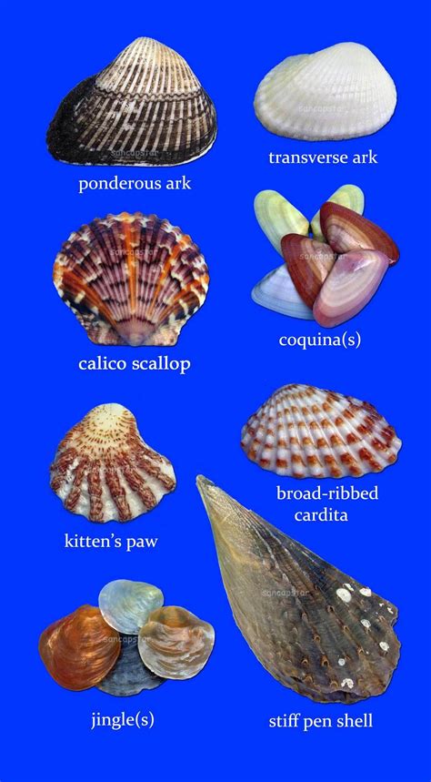Sancapstar Shell Guide Page 1 Shells Sea Glass Shell Types Of Shells
