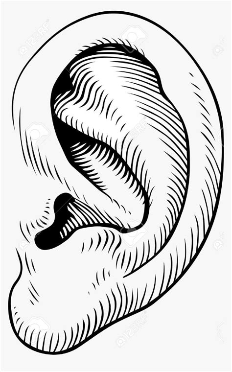 Ear Clip Art Transparent Png Human Ear Black And White Clipart Png