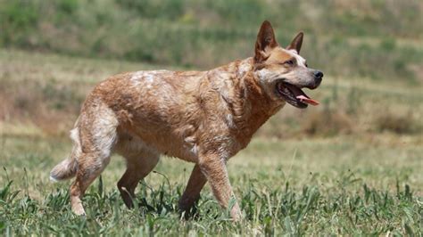 Meet The Red Heeler A Strong And Independent Dog From