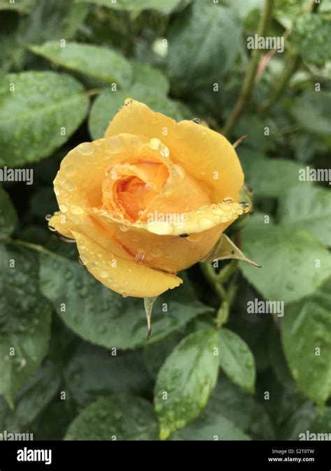 Budding Rose Hi Res Stock Photography And Images Alamy