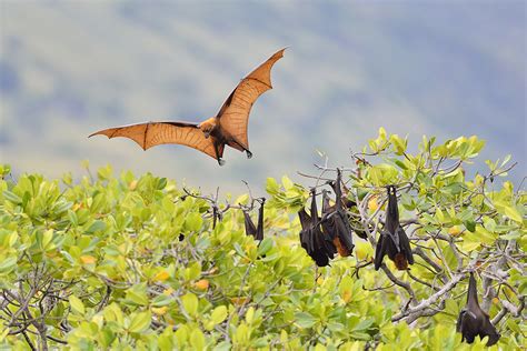 Speedy Freaks Flying Foxes Are Facing Extinction On Islands Across The