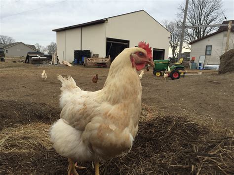 Mobile Chicken Processing Station | Farm Hack