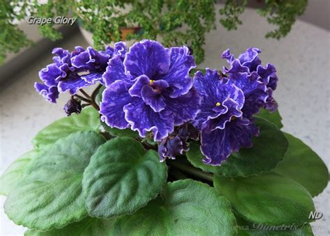 Pittman) semidouble lavender to purple. Стрептокарпусы, сенполии, бегонии, глоксинии, фуксии ...