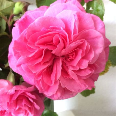 Roses from my garden. | Rose, Flowers, Garden