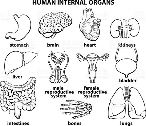 Image Result For Human Anatomy Line Drawings Organs Human Body