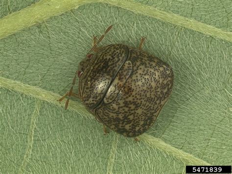 Kudzu Bug Megacopta Cribraria Hemiptera Plataspidae 5471839