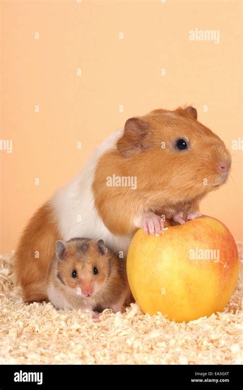 Two Hamster Eating Cut Out Stock Images And Pictures Alamy