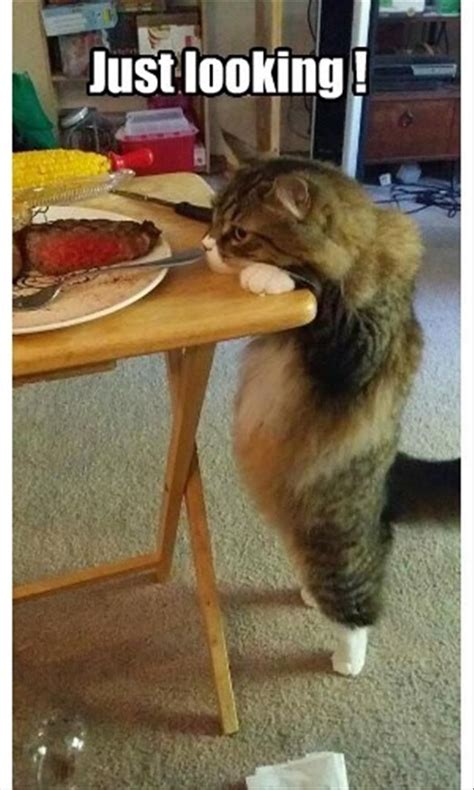 Funny Animal Pictures Of The Day 27 Pics Funny Animal Memes Cute