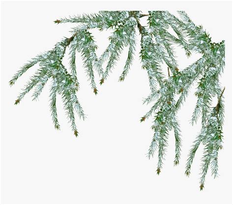 Free Snow Tree Png Pine Branch Snow Png Transparent Png