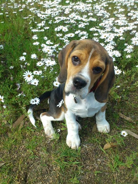 Pin On Beagles
