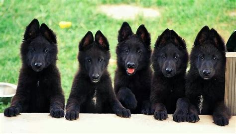 Gsd Pups German Shepherd Dogs Dogs And Puppies Black German Shepherd