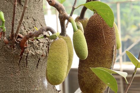 Jackfruit Kerala Fruit Free Photo On Pixabay Pixabay