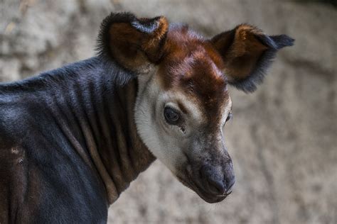 First Endangered Okapi Born At San Diego Zoo In Four Years Fox 5 San