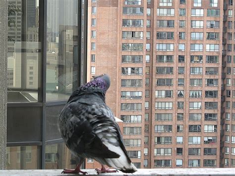 Getting rid of pigeons from a residential or a commercial roof can be far more challenging. How to get rid of pigeons from your balcony | No More Birds