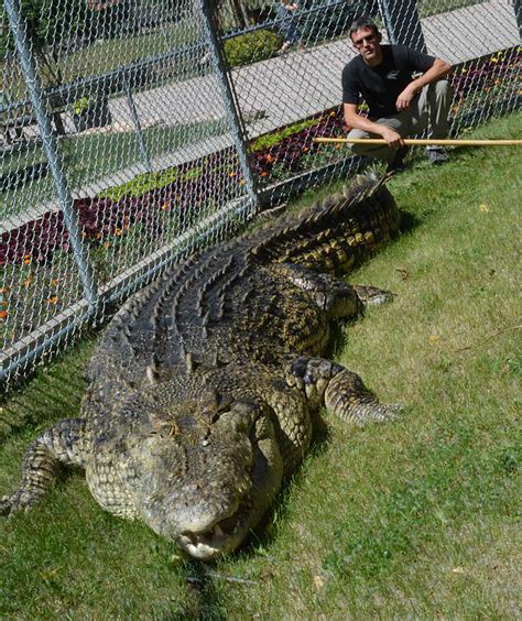 Real Giant Crocodile