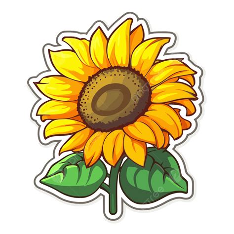 Sunflower Sticker Design In White Background Vector Clipart Realistic