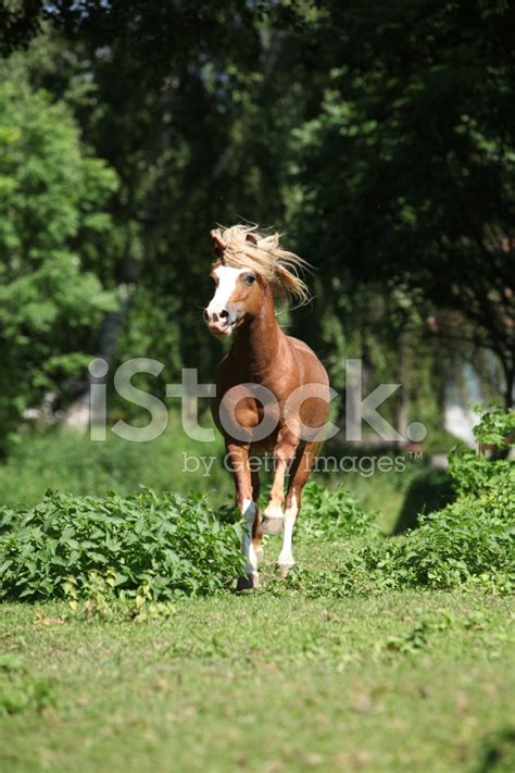 Chestnut Welsh Mountain Pony Stallion Running Stock Photo Royalty