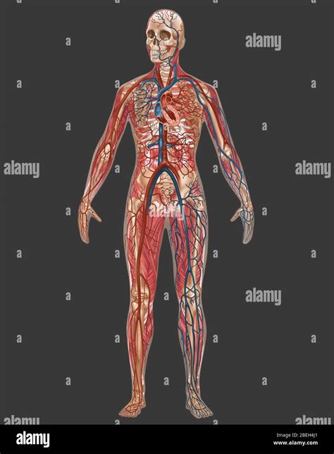 Circulatory Skeletal And Muscular Systems Female Stock Photo Alamy