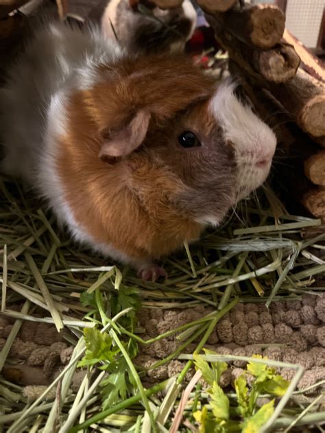 200 For 2 Male Guinea Pigs With 2 Story Cage For Rehoming Small