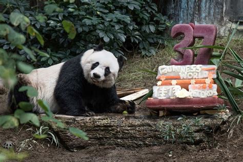 Giant Panda Jia Jia Is Seen Next To Her Cake Made Of Ice And Fruit