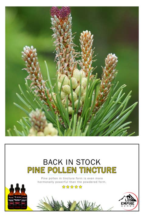 A pine pollen tincture is made by mixing raw pine pollen with mct coconut oil and cooking it under low heat (much like tea) to extract and again, raw pine pollen is good and loaded with nutrients, but the pine pollen tincture is the way to go if you want to take full advantage of pine pollen's unique. We're pleased to announce that…..... Pine Pollen Tinctures ...