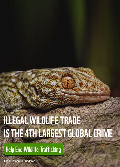donate to help end illegal wildlife trade wwf india