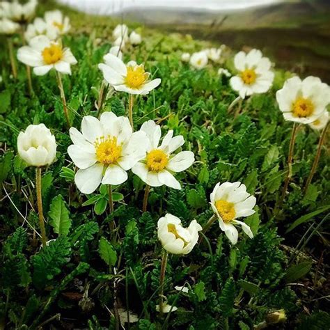 Iceland Holtasoley Icelands National Flower Is Also Known As