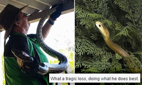 Deadly Taipan Kills Queensland Snake Handler Who Attempted First Aid