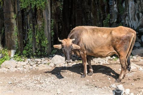Lonely Skinny Cow In The Sun In The Caucasus Mountains Stock Image