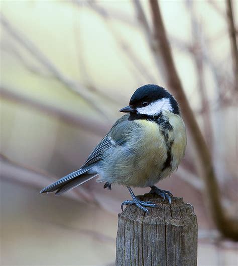 Sollte dies der fall sein, könne man als gesichert voraussetzen, dass die bundeskanzlerin ihn bei. Wann kommt der Frühling endlich nach Deutschland Foto ...