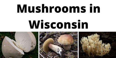 A Comprehensive List Of Common Wild Mushrooms In Wisconsin