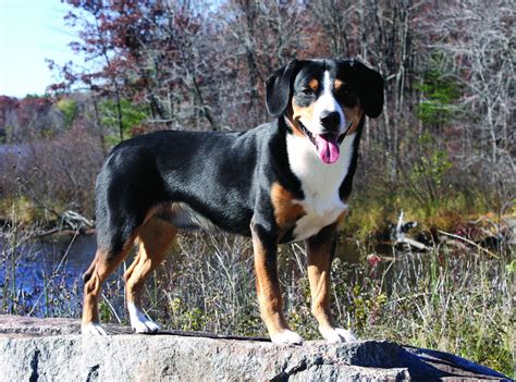 Are Entlebucher Mountain Dogs Good Pets