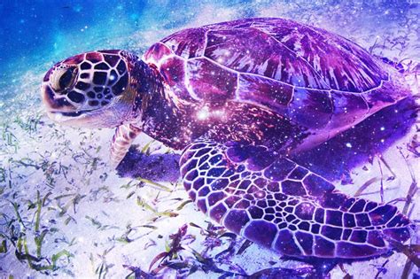 hélice Almeja Permanece nombres para tortugas de tierra sugerir Dardos Amedrentador