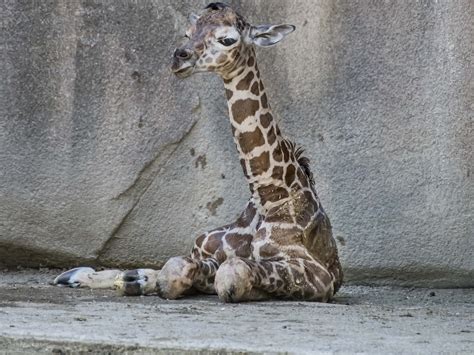 Zoo Visitors Unexpectedly Witness The Birth Of A Baby Giraffe Ncpr News