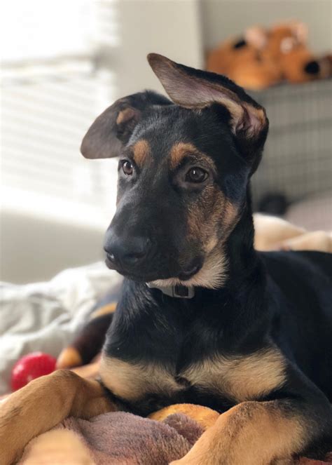 German Shepherd Lab Mix A Complete Guide To The Sheprador