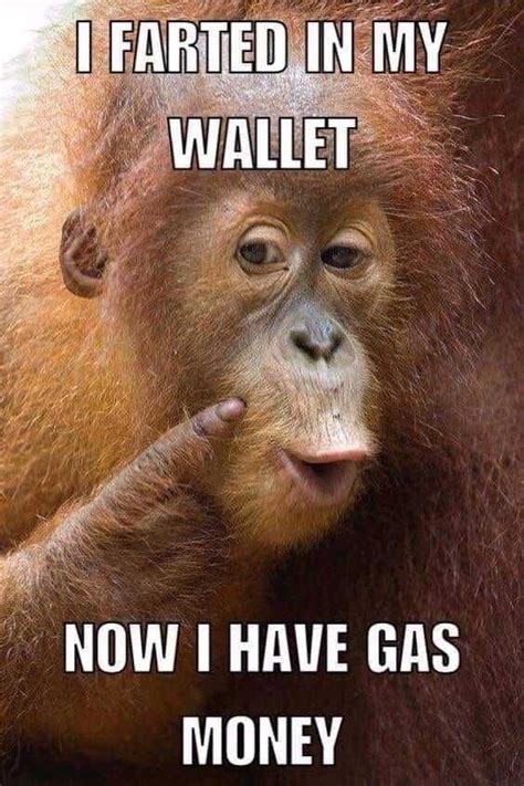 Funny Monkey Memes Laugh Out Loud