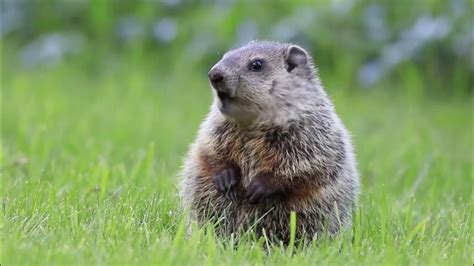 Best Groundhog Trap Reviews 2020 - Consumer Reports