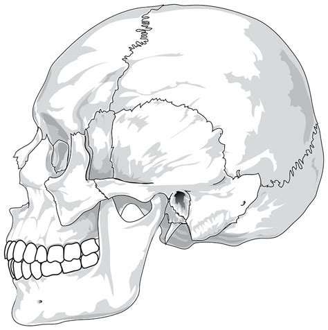 Human Skull Black And White Clipart Free Download Transparent Png